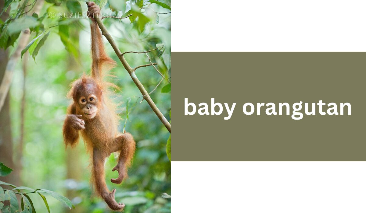 baby orangutan