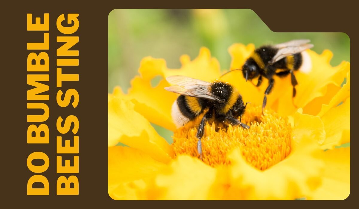 do bumble bees sting